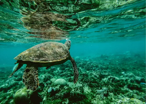 Programa TOSHIBA CleanHub